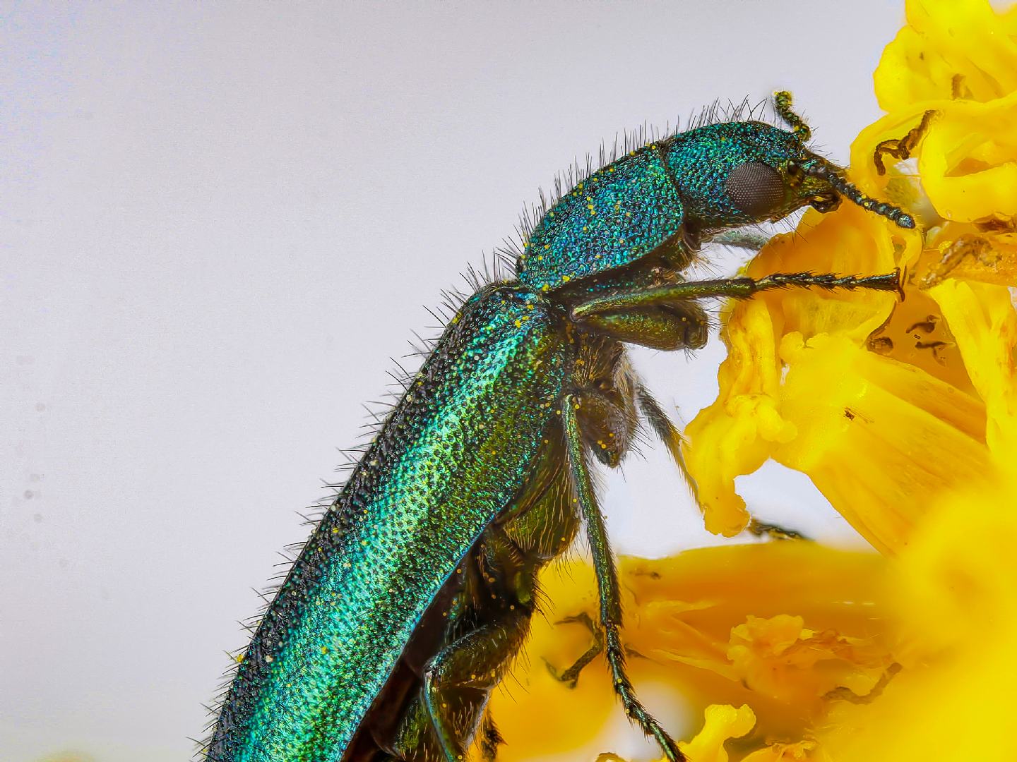Dasytidae - Psilothrix viridicoerulea